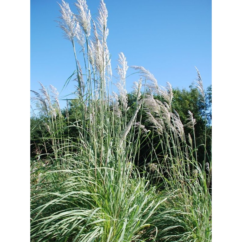 erianthus Rawenna (Erianthus ravennae) - Świat bylin - sklep internetowy