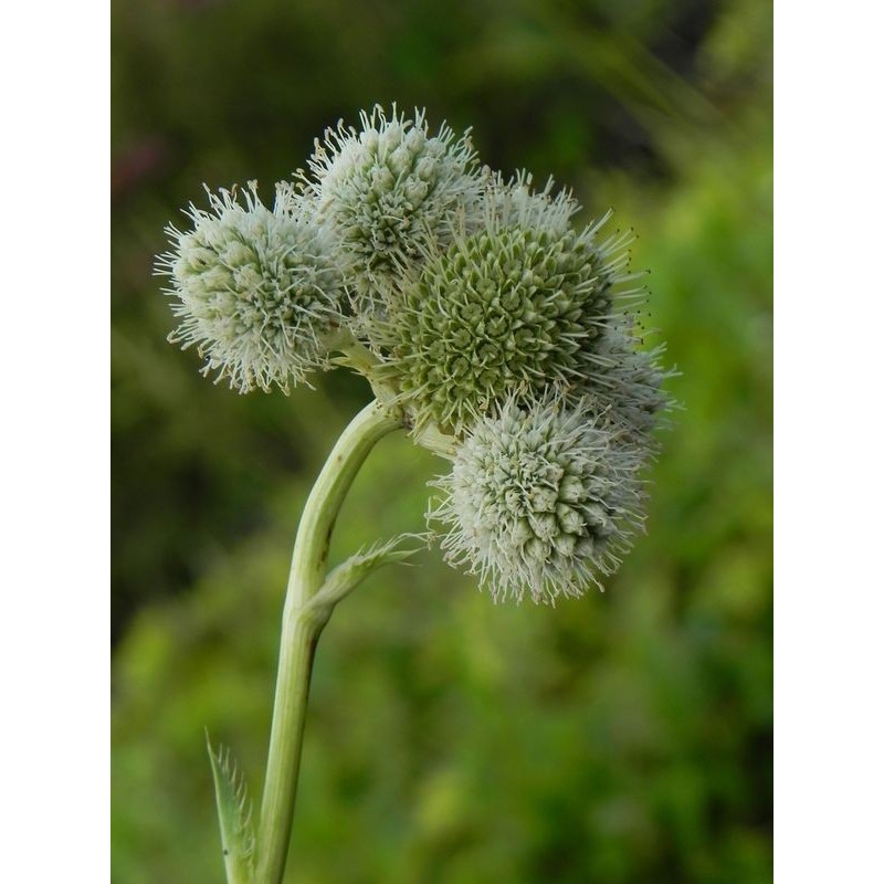 mikołajek jukkolistny (Eryngium yuccifolium) - Świat bylin - sklep internetowy