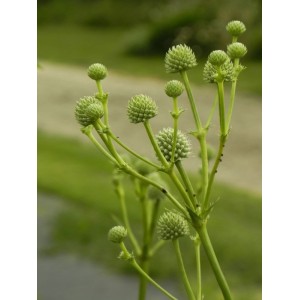 mikołajek jukkolistny (Eryngium yuccifolium) - Świat bylin - sklep internetowy