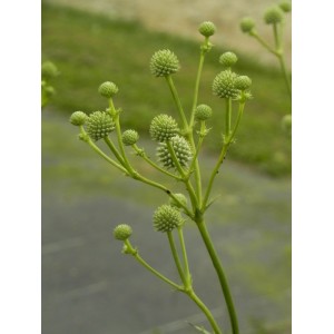 mikołajek jukkolistny (Eryngium yuccifolium) - Świat bylin - sklep internetowy