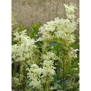 wiązówka błotna (Filipendula ulmaria) - Świat bylin - sklep internetowy