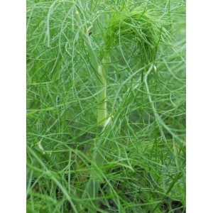 fenkuł włoski/koper włoski (Foeniculum vulgare) - Świat bylin - sklep internetowy