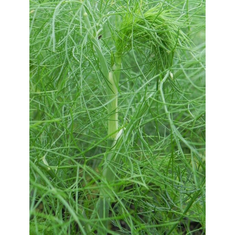 fenkuł włoski/koper włoski (Foeniculum vulgare) - Świat bylin - sklep internetowy