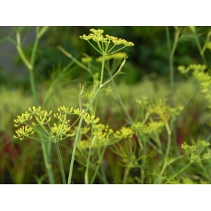 fenkuł włoski/koper włoski (Foeniculum vulgare) - Świat bylin - sklep internetowy