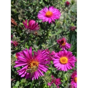 aster nowoangielski (Aster novi-angliae) Septemberrubin- Świat bylin - sklep internetowy