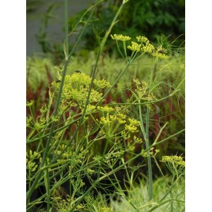 fenkuł włoski/koper włoski (Foeniculum vulgare) - Świat bylin - sklep internetowy