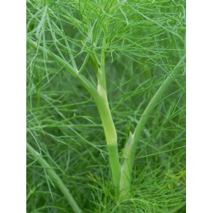 fenkuł włoski/koper włoski (Foeniculum vulgare) - Świat bylin - sklep internetowy
