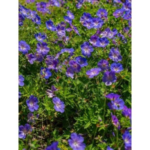 bodziszek himalajski (Geranium himalayense) Baby Blue- Świat bylin - sklep internetowy