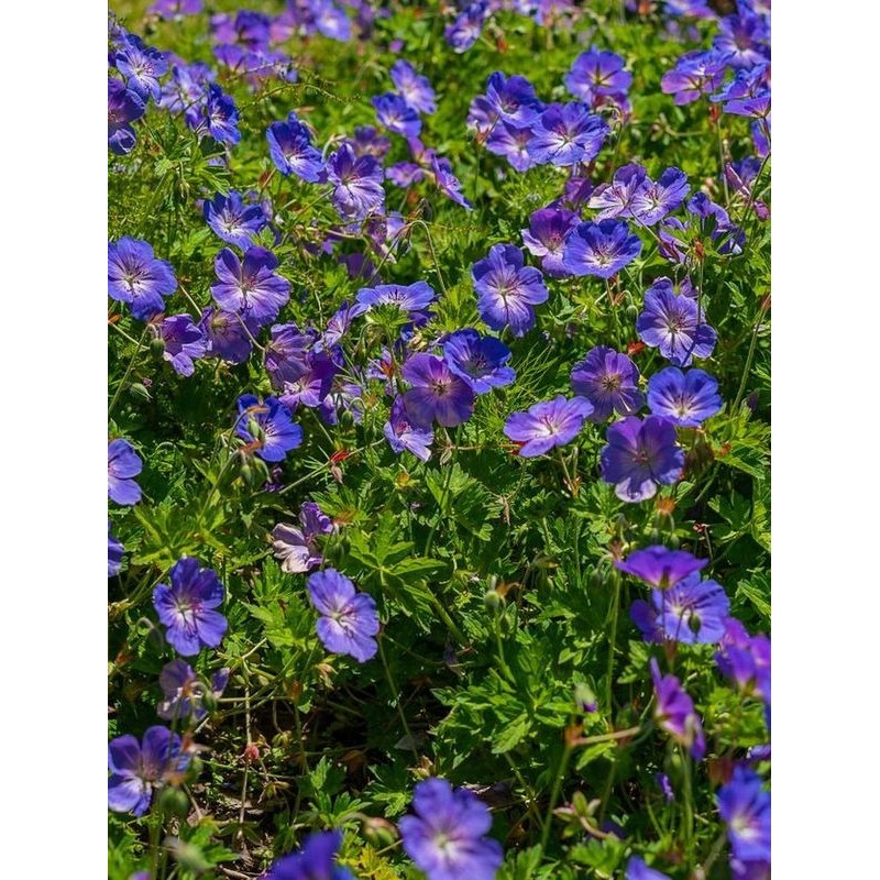 bodziszek himalajski (Geranium himalayense) Baby Blue- Świat bylin - sklep internetowy