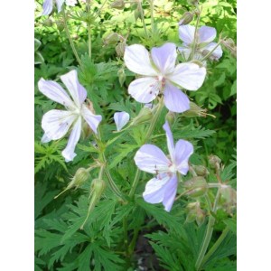 bodziszek łąkowy (Geranium pratense) Striatum- Świat bylin - sklep internetowy