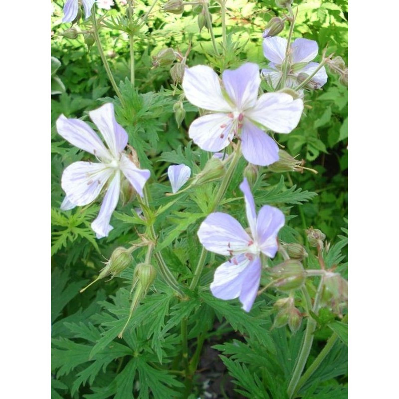 bodziszek łąkowy (Geranium pratense) Striatum- Świat bylin - sklep internetowy