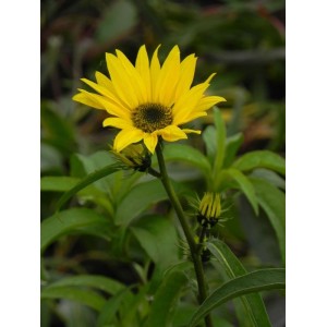 słonecznik Maxymiliana (Helianthus maximiliani) - Świat bylin - sklep internetowy