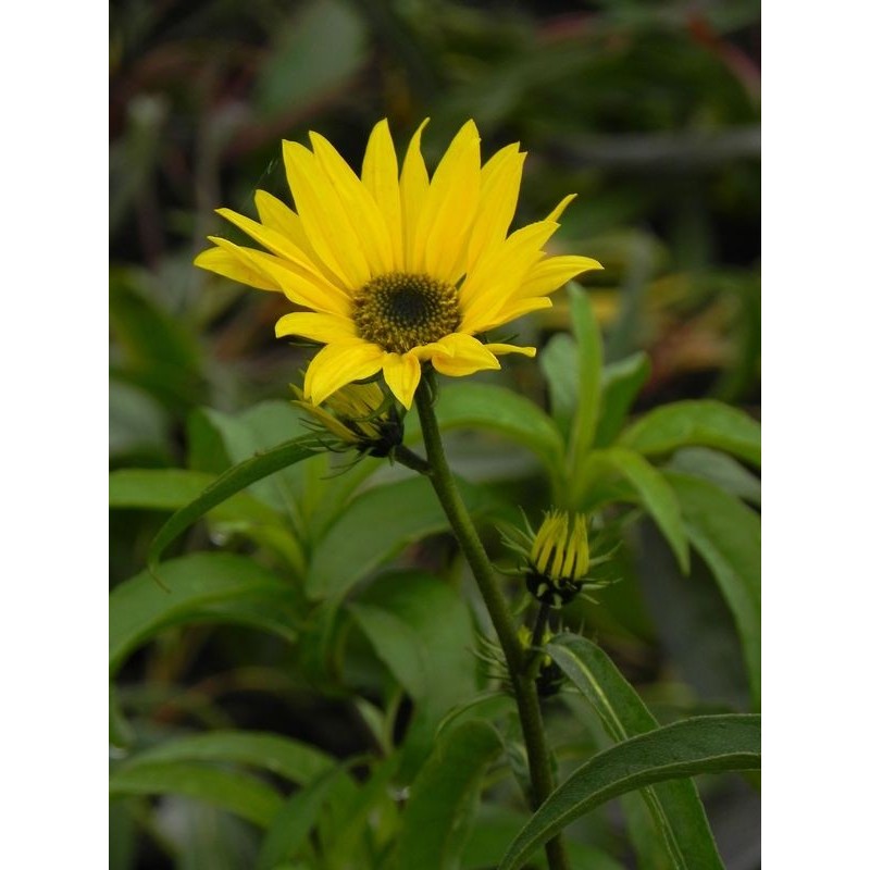 słonecznik Maxymiliana (Helianthus maximiliani) - Świat bylin - sklep internetowy
