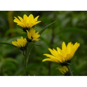 słonecznik Maxymiliana (Helianthus maximiliani) - Świat bylin - sklep internetowy