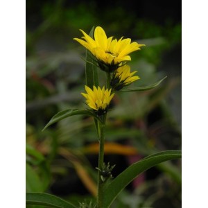 słonecznik Maxymiliana (Helianthus maximiliani) - Świat bylin - sklep internetowy
