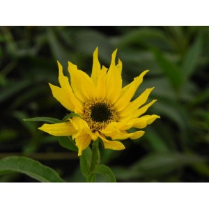 słonecznik Maxymiliana (Helianthus maximiliani) - Świat bylin - sklep internetowy