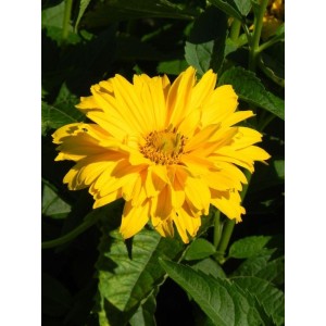 słoneczniczek szorstki (Heliopsis helianthoides var. scabra) Sommersonne- Świat bylin - sklep internetowy