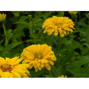 słoneczniczek szorstki (Heliopsis helianthoides var. scabra) Sommersonne- Świat bylin - sklep internetowy