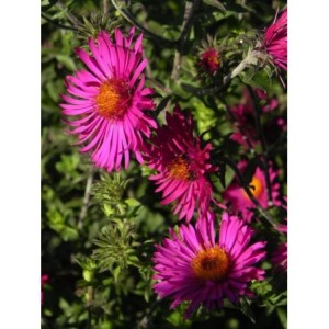 aster nowoangielski (Aster novi-angliae) Septemberrubin- Świat bylin - sklep internetowy