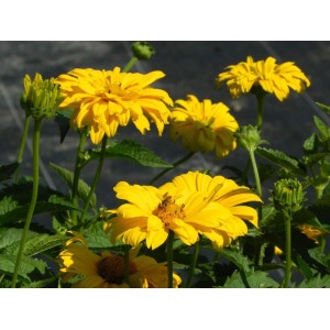 słoneczniczek szorstki (Heliopsis helianthoides var. scabra) Sommersonne- Świat bylin - sklep internetowy