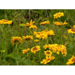 słoneczniczek szorstki (Heliopsis helianthoides var. scabra) Sommersonne- Świat bylin - sklep internetowy