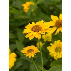 słoneczniczek szorstki (Heliopsis helianthoides var. scabra) Sommersonne- Świat bylin - sklep internetowy