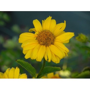 słoneczniczek szorstki (Heliopsis helianthoides var. scabra) Sommersonne- Świat bylin - sklep internetowy