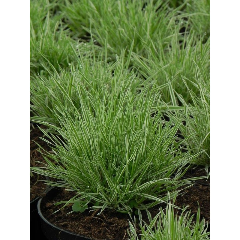 kłosówka miękka (Holcus mollis) Jackdaws Cream- Świat bylin - sklep internetowy