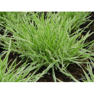 kłosówka miękka (Holcus mollis) Jackdaws Cream- Świat bylin - sklep internetowy