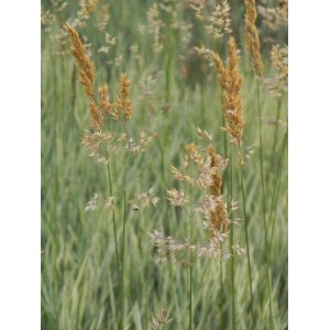 kłosówka miękka (Holcus mollis) Jackdaws Cream- Świat bylin - sklep internetowy