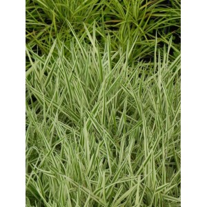 kłosówka miękka (Holcus mollis) Jackdaws Cream- Świat bylin - sklep internetowy