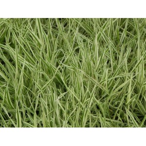 kłosówka miękka (Holcus mollis) Jackdaws Cream- Świat bylin - sklep internetowy