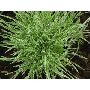 kłosówka miękka (Holcus mollis) Jackdaws Cream- Świat bylin - sklep internetowy