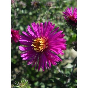 aster nowoangielski (Aster novi-angliae) Septemberrubin- Świat bylin - sklep internetowy