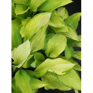 funkia Fortune`a (Hosta fortunei) Gold Standard- Świat bylin - sklep internetowy
