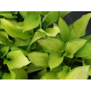 funkia Fortune`a (Hosta fortunei) Gold Standard- Świat bylin - sklep internetowy