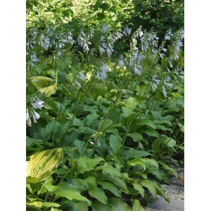 funkia babkolistna (Hosta plantaginea) Honeybells- Świat bylin - sklep internetowy