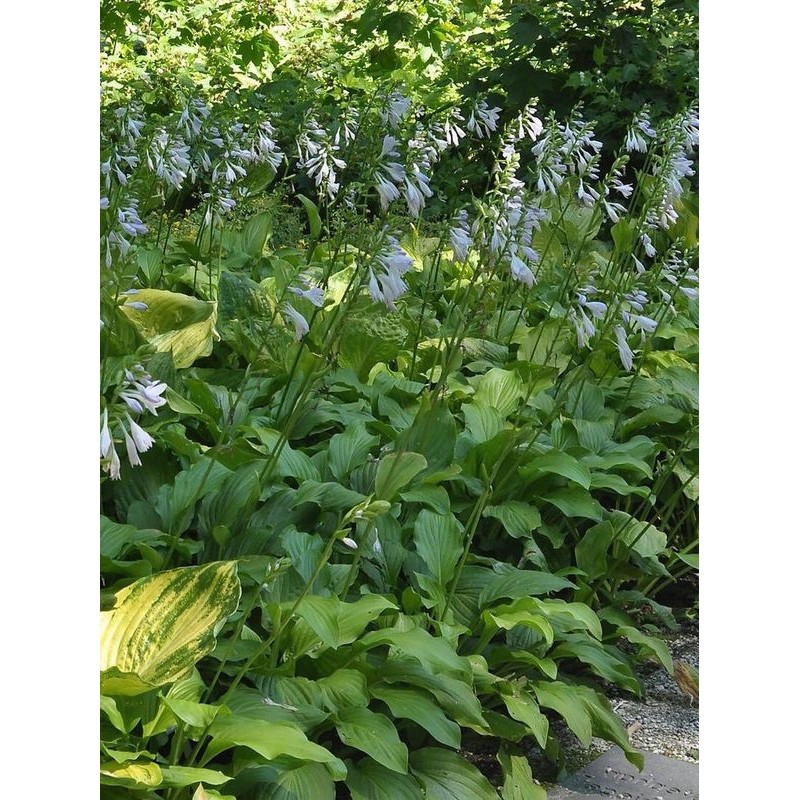 funkia babkolistna (Hosta plantaginea) Honeybells- Świat bylin - sklep internetowy