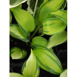 funkia ogrodowa (Hosta x hybrida) June- Świat bylin - sklep internetowy