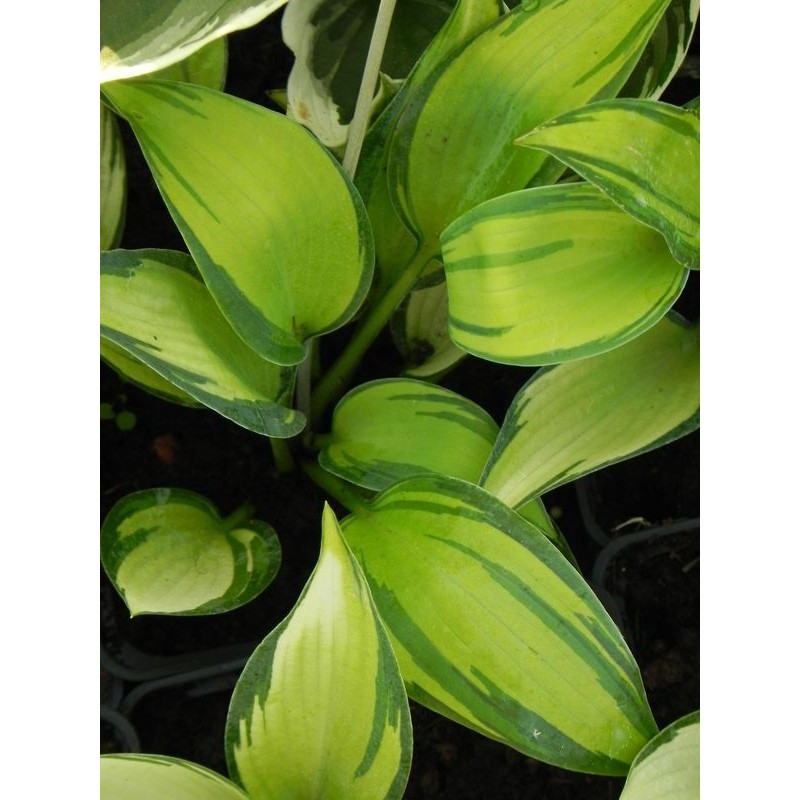 funkia ogrodowa (Hosta x hybrida) June- Świat bylin - sklep internetowy