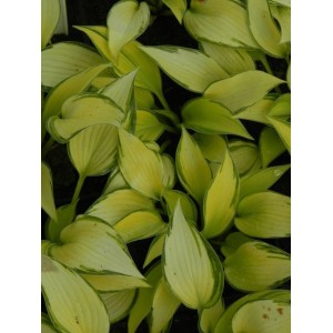funkia ogrodowa (Hosta x hybrida) June- Świat bylin - sklep internetowy