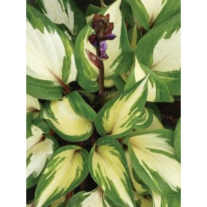 funkia ogrodowa (Hosta x hybrida) Raspberry Sundae- Świat bylin - sklep internetowy
