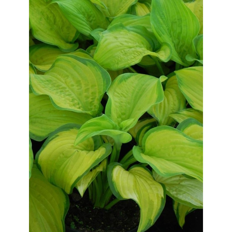 funkia ogrodowa (Hosta x hybrida) Stained Glass- Świat bylin - sklep internetowy