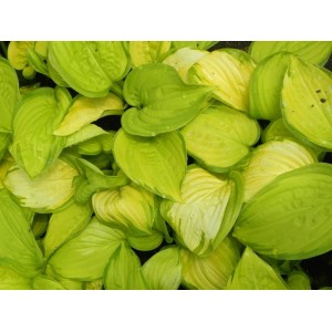 funkia ogrodowa (Hosta x hybrida) Stained Glass- Świat bylin - sklep internetowy