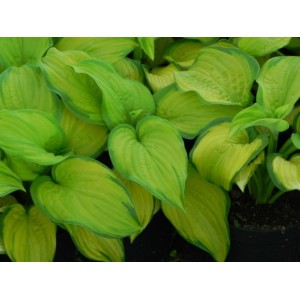 funkia ogrodowa (Hosta x hybrida) Stained Glass- Świat bylin - sklep internetowy