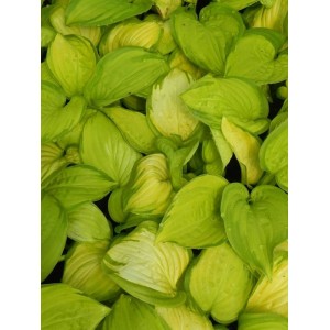 funkia ogrodowa (Hosta x hybrida) Stained Glass- Świat bylin - sklep internetowy