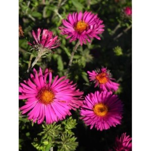 aster nowoangielski (Aster novi-angliae) Septemberrubin- Świat bylin - sklep internetowy