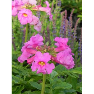 inkarwilla Delavaya (Incarvillea delavayi) - Świat bylin - sklep internetowy