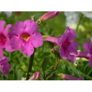 inkarwilla Delavaya (Incarvillea delavayi) - Świat bylin - sklep internetowy