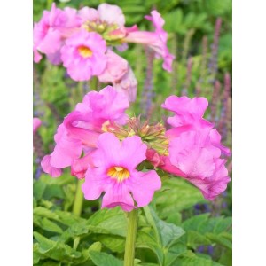 inkarwilla Delavaya (Incarvillea delavayi) - Świat bylin - sklep internetowy